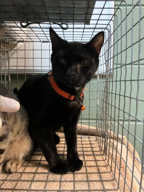 A young small-sized female Domestic Short Hair cat named Emperor Meowpatine for adoption in Jacksonville, FL