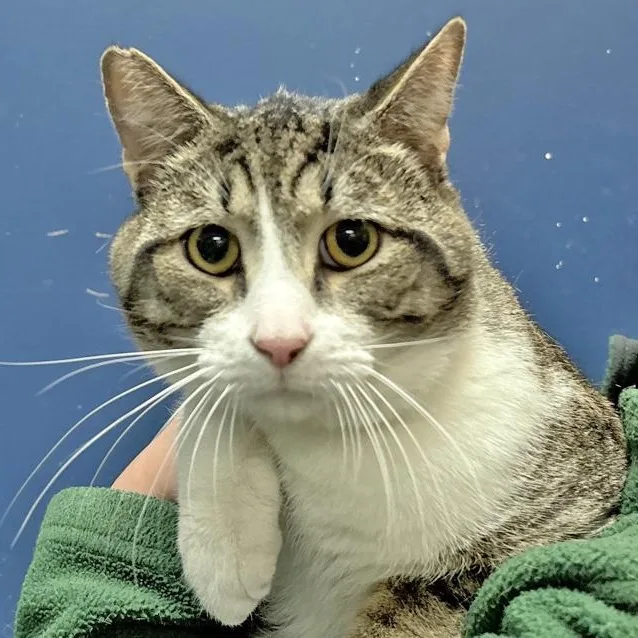 An adult medium-sized male Tabby (Brown / Chocolate) Domestic Short Hair cat named Casserole for adoption in Columbus, IN