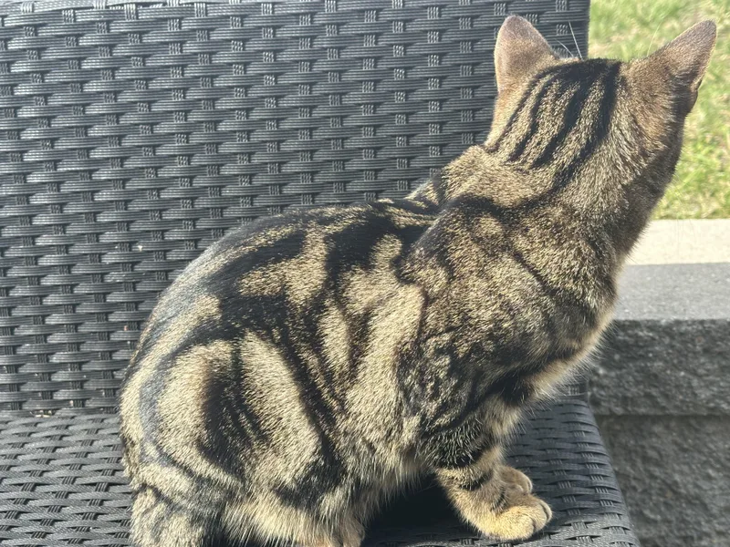 A young medium-sized male Brown / Chocolate Domestic Short Hair cat named Mr Binx for adoption in Grand Rapids, MI