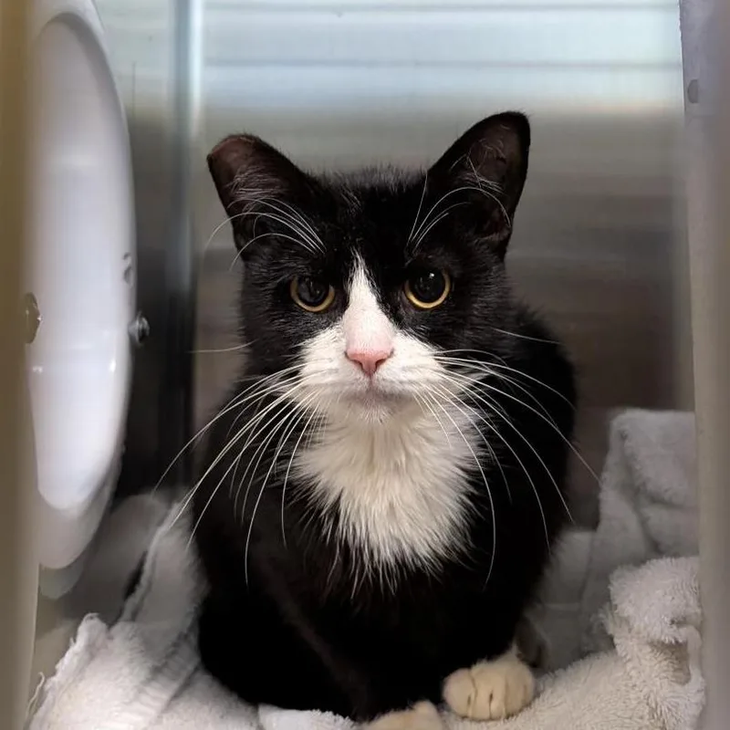 An adult medium-sized female Black Domestic Short Hair cat named Sailor Cat Light for adoption in Tacoma, WA