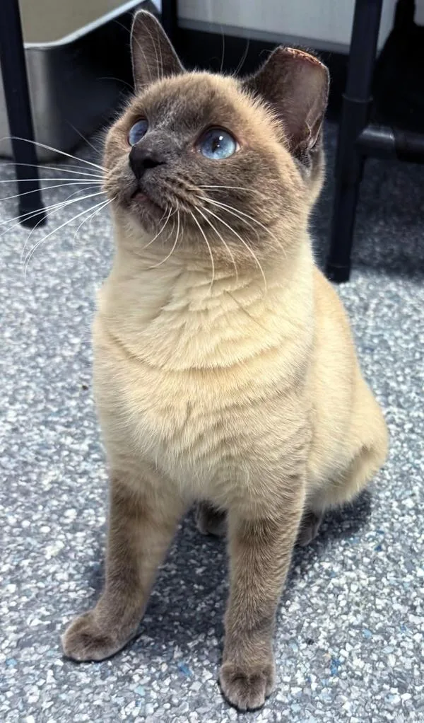 A young medium-sized female Lilac Point Siamese cat named Bubbles for adoption in Madison, WI