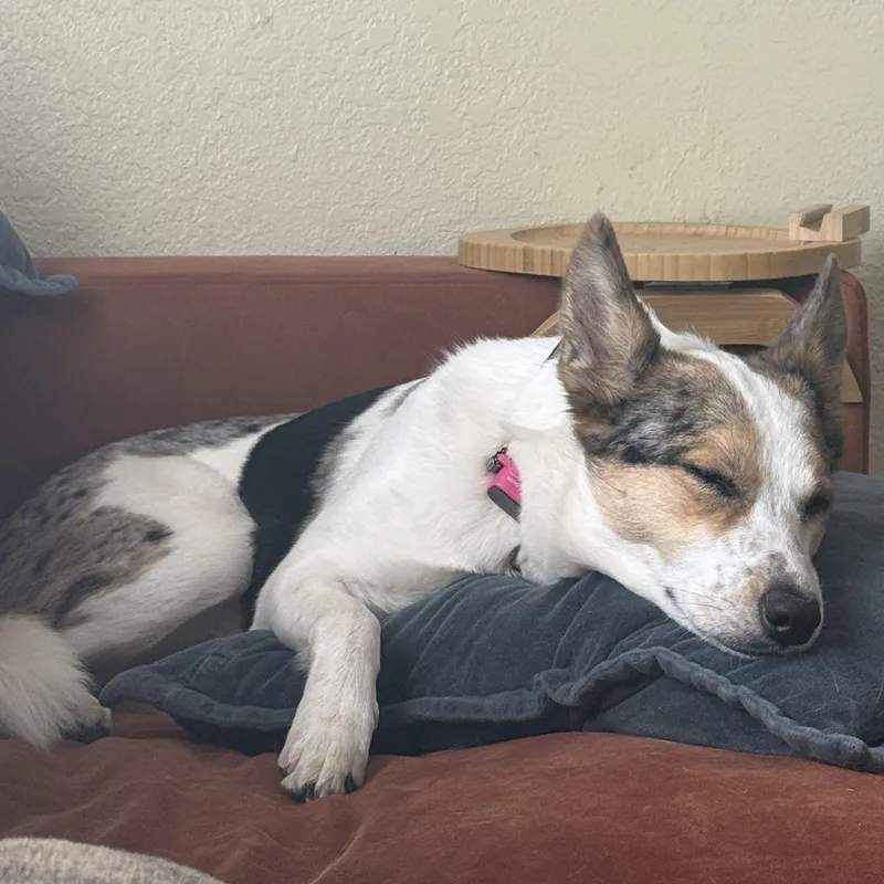Nova