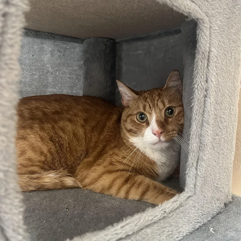 A young large-sized male Orange & White Domestic Short Hair cat named Anubis for adoption in Washington, UT