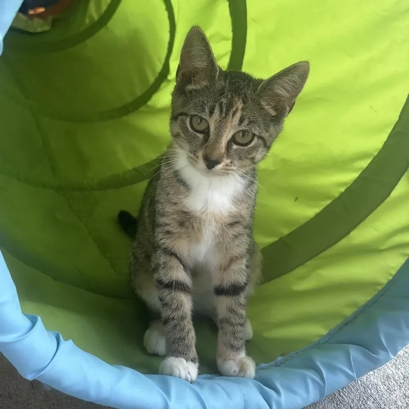 A young small-sized female Gray / Blue / Silver Domestic Short Hair cat named Olivia for adoption in Waynesburg, PA