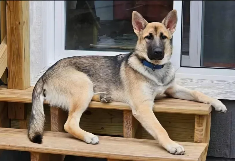 A young medium-sized male Black German Shepherd Dog named Opie for adoption in Sioux City, IA