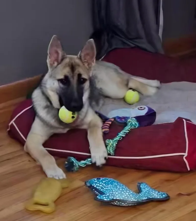 Opie thumbnail 3
