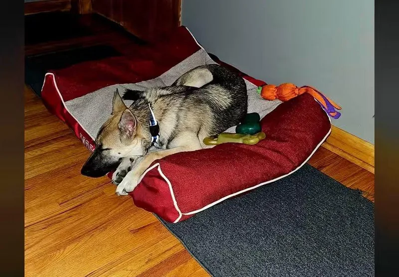Opie thumbnail 5