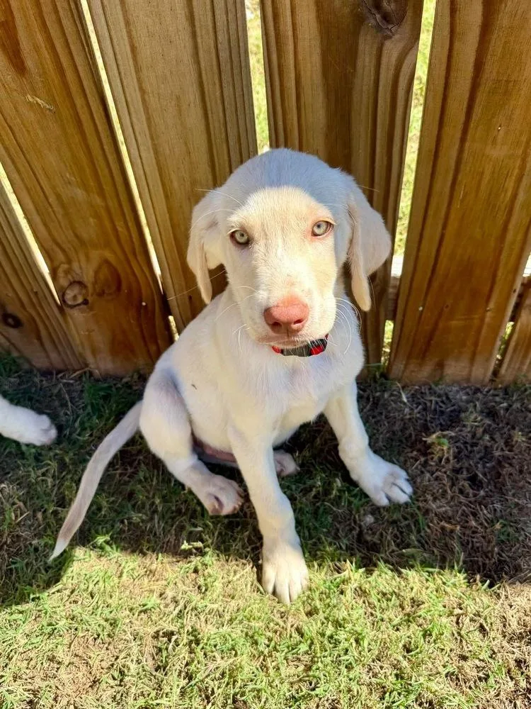 A baby large-sized male Labrador Retriever dog named Benny for adoption in Shawnee, OK