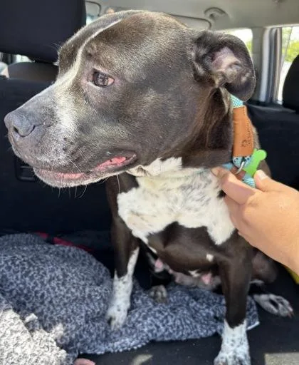 An adult large-sized female Mixed Breed dog named Fresca for adoption in Chamblee, GA