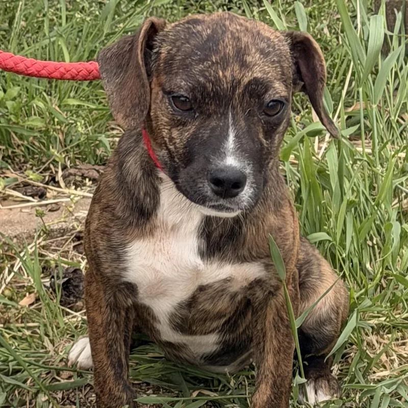 A baby small-sized female Brown / Chocolate Mountain Cur dog named Knick Knack for adoption in Nashville, TN