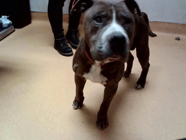 A senior medium-sized male Pit Bull Terrier dog named Pikachu for adoption in Martinez, CA