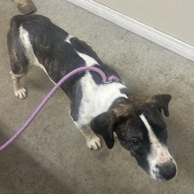 A young medium-sized female Brown / Chocolate Beagle dog named Jojo for adoption in Falmouth, KY