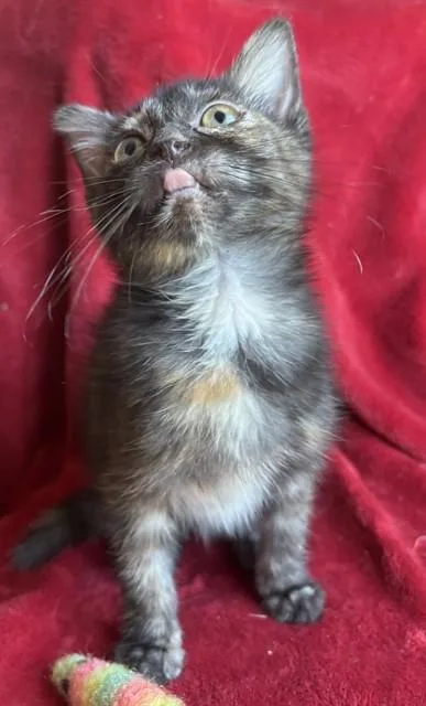 A baby small-sized female Domestic Short Hair cat named Panini for adoption in Louisville, KY