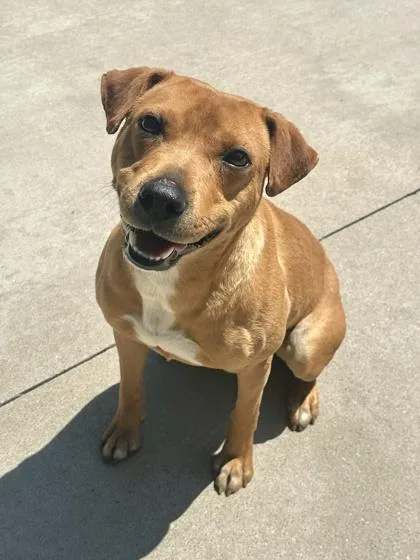 An adult medium-sized male Terrier dog named Salsa for adoption in King William, VA