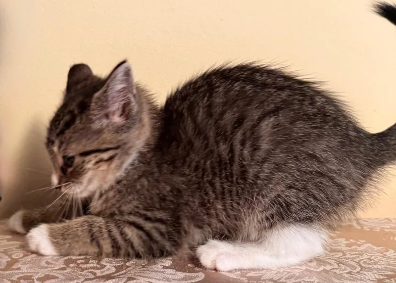 A baby medium-sized female Domestic Short Hair cat named Ariel for adoption in New York, NY