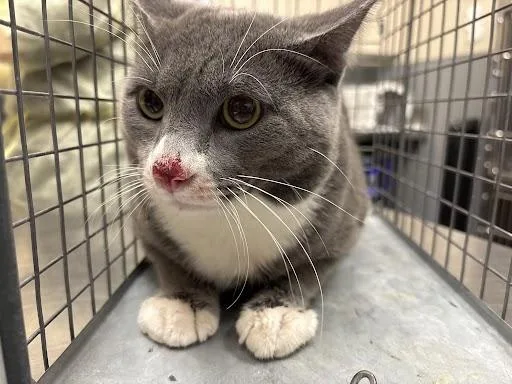 An adult medium-sized male Domestic Short Hair cat named Sea Slug for adoption in Las Vegas, NV