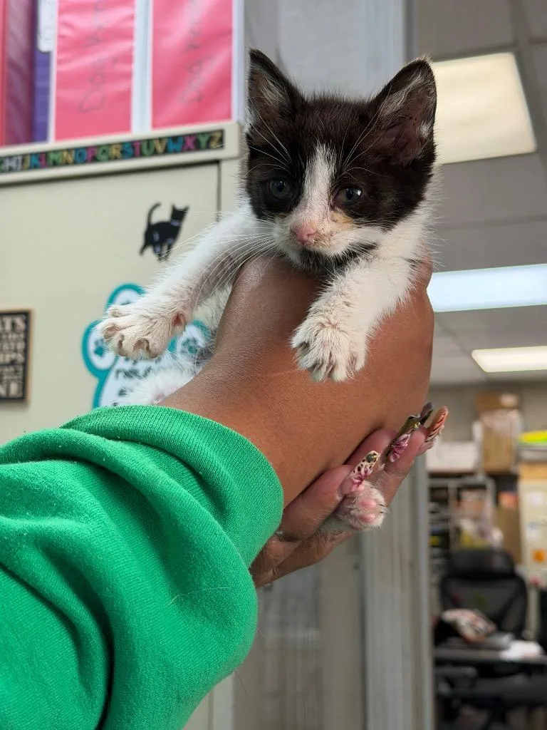 A baby medium-sized male Domestic Short Hair cat named Baxter for adoption in Pomona, NY