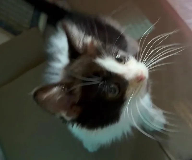 Baxter thumbnail 2