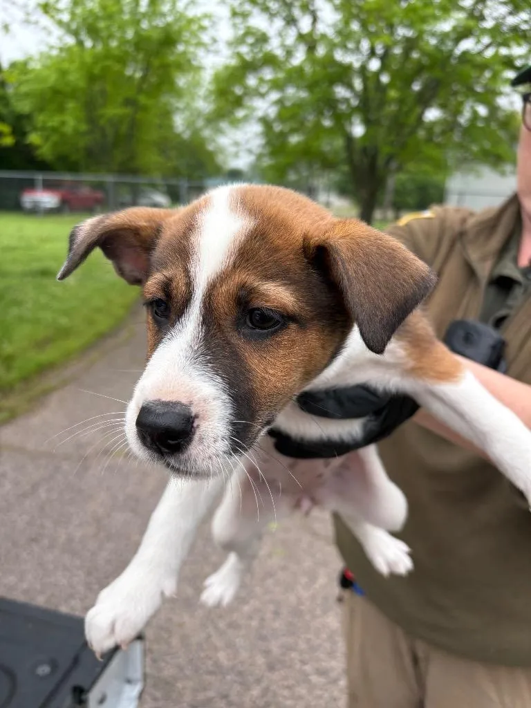 A baby medium-sized female Collie dog named Dora for adoption in Ada, OK