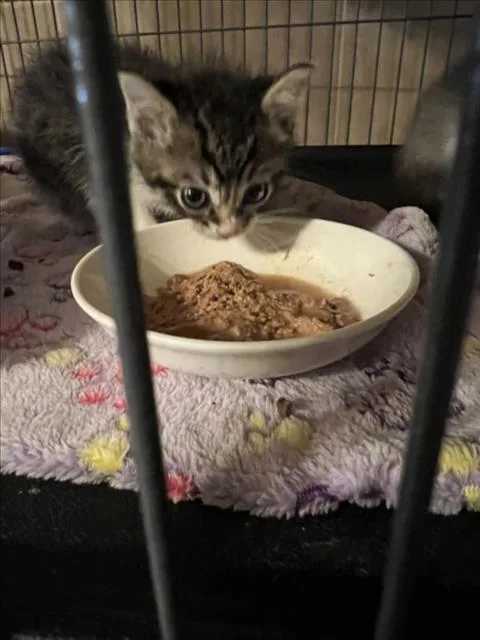 A baby small-sized male Brown / Chocolate Domestic Short Hair cat named Theodore for adoption in Woodland, CA