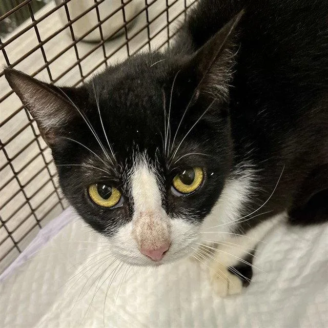 An adult medium-sized female Black & White / Tuxedo Domestic Short Hair cat named Bay for adoption in Tavares, FL