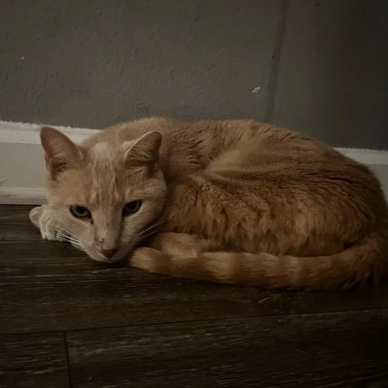 An adult large-sized male Buff / Tan / Fawn Domestic Short Hair cat named Au Poivre for adoption in Durham, NC