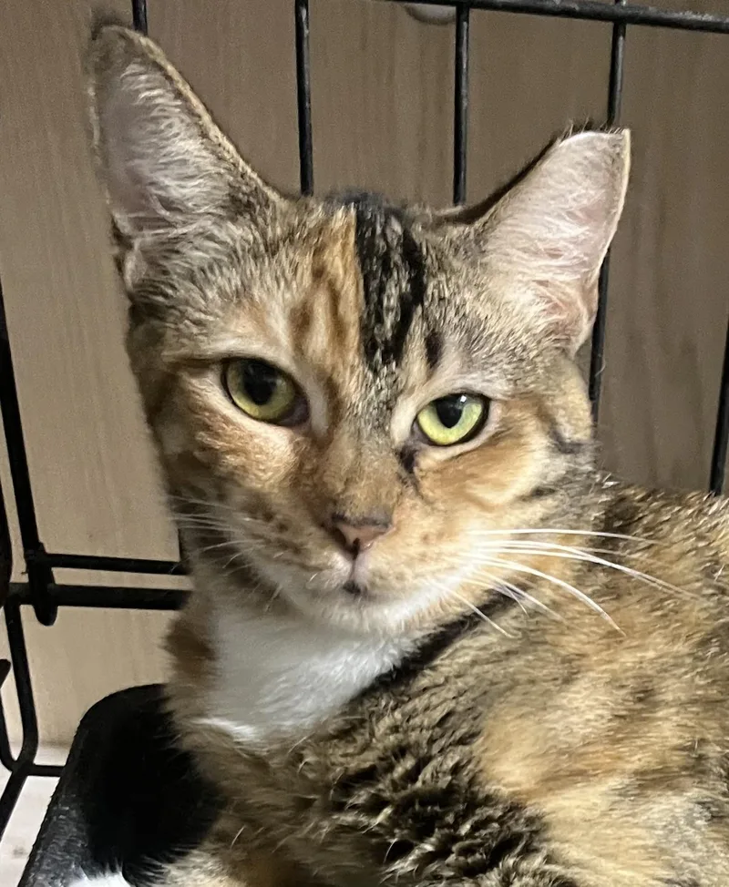 A young small-sized female Domestic Short Hair cat named Honey for adoption in Parkland, FL