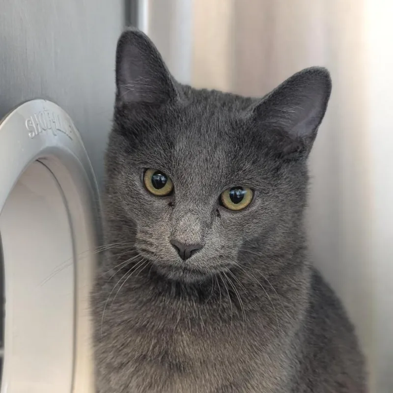 A young medium-sized male Gray / Blue / Silver Domestic Short Hair cat named Fiddle for adoption in Washington Township, OH