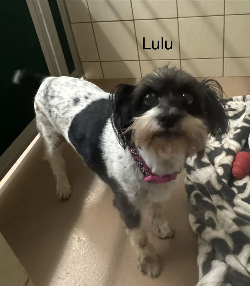 Lulu