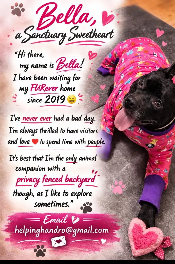 An adult large-sized female Staffordshire Bull Terrier dog named Bella for adoption in Omaha, NE