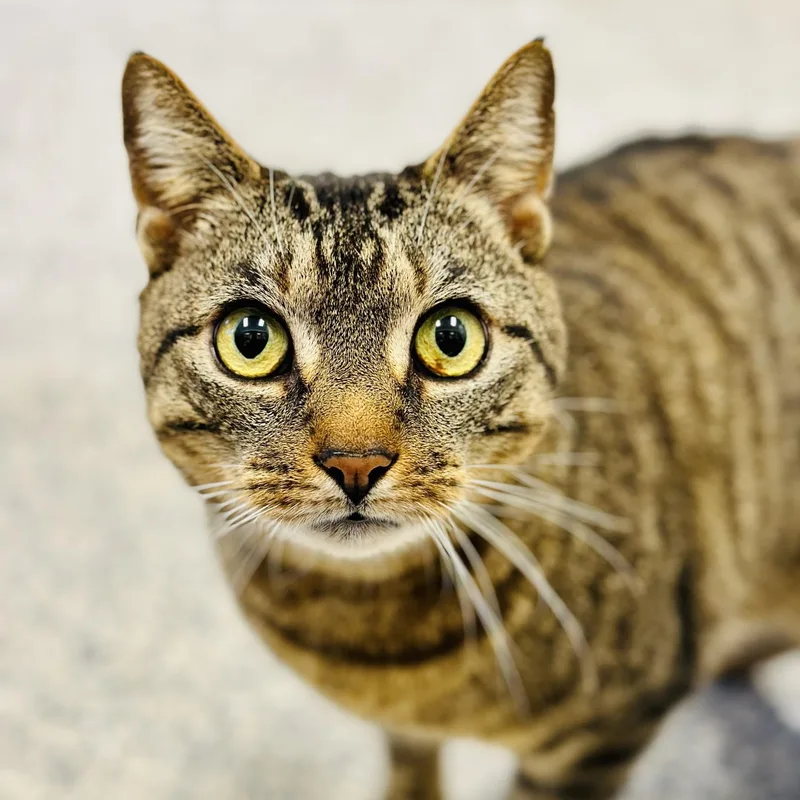 An adult medium-sized male Tabby (Brown / Chocolate) Domestic Short Hair cat named Oliver for adoption in Manahawkin, NJ
