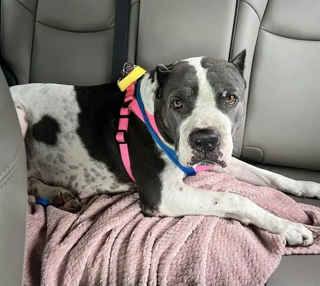 An adult large-sized female American Staffordshire Terrier dog named Meleys for adoption in Fort Lauderdale, FL