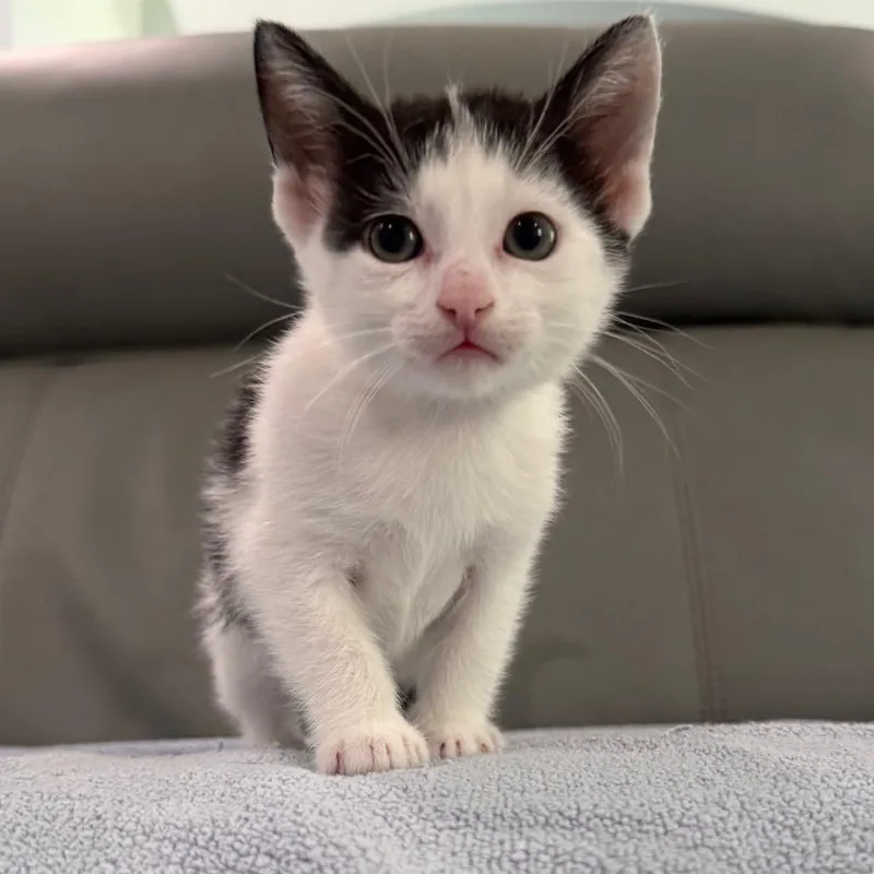 A baby small-sized female White Domestic Short Hair cat named Pawson Ivy for adoption in Waukesha, WI