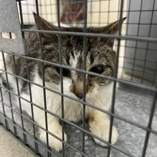 An adult medium-sized female Tabby (Gray / Blue / Silver) Domestic Short Hair cat named Iris for adoption in Athens, GA