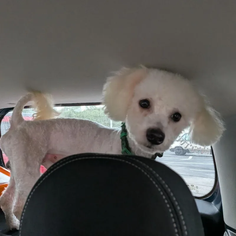 An adult small-sized male Bichon Frise dog named Marshmallow for adoption in Ocala, FL