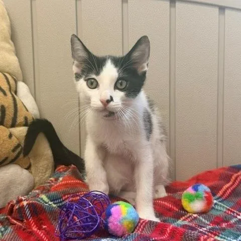 A baby small-sized male White Domestic Short Hair cat named Proton for adoption in Hawthorne, CA