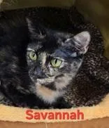 An adult small-sized female Black Domestic Short Hair cat named Savannah for adoption in Moline, IL