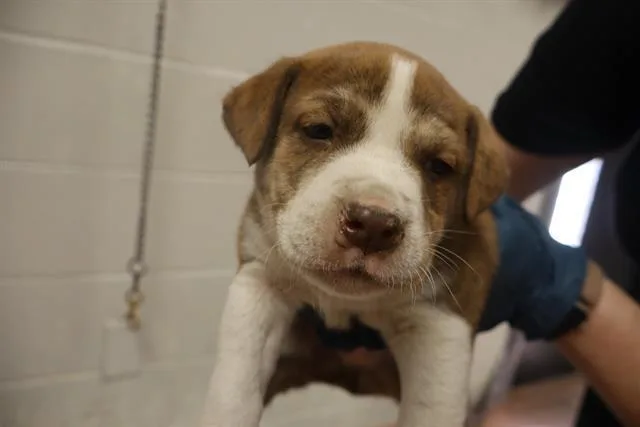 A baby small-sized male Mixed Breed dog named Patches for adoption in Columbia, SC