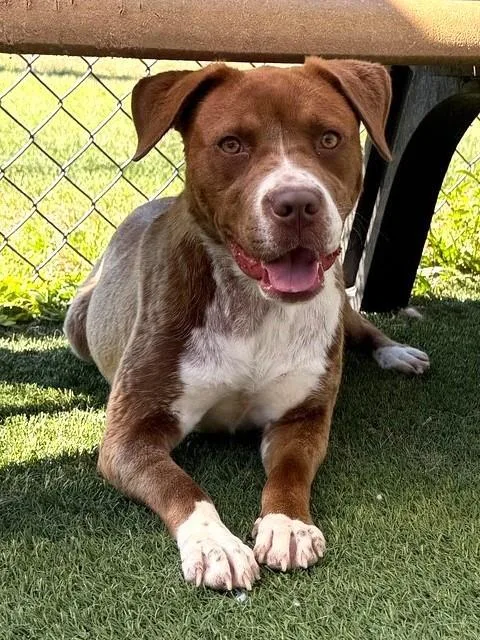 A young large-sized female Mixed Breed dog named Mabel for adoption in Columbia, SC