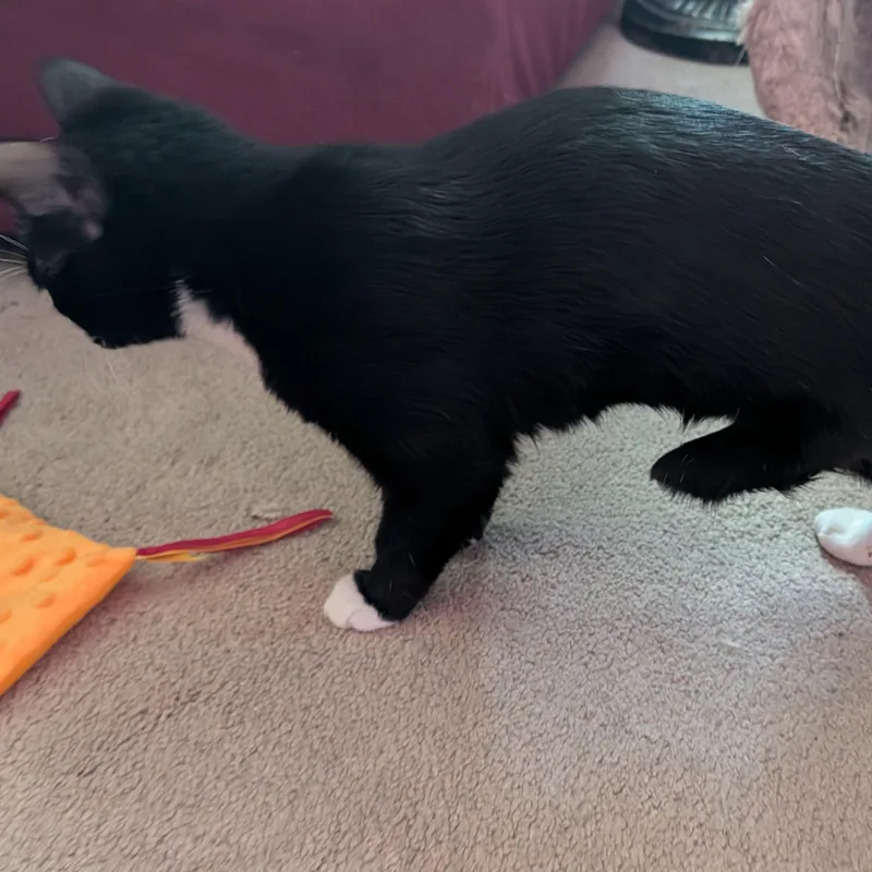 A baby medium-sized female Black & White / Tuxedo Domestic Short Hair cat named Chloe for adoption in Beaufort, SC