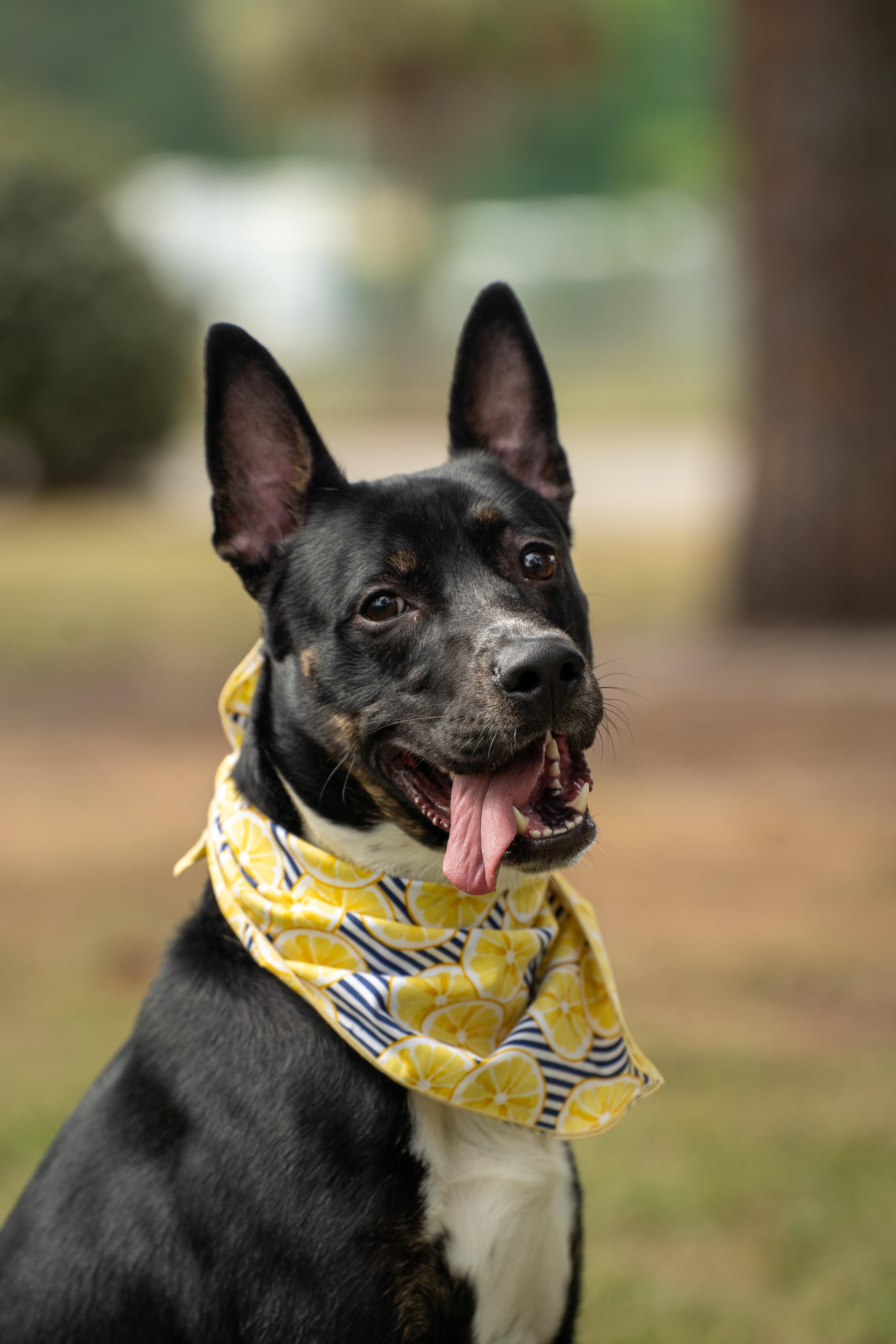 An adult medium-sized male Mixed Breed dog named Jack for adoption in Myrtle Beach, SC
