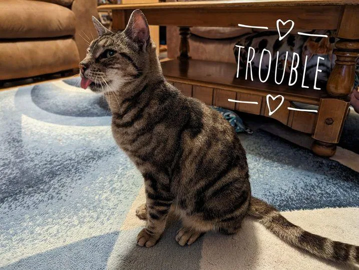 Trouble thumbnail 2