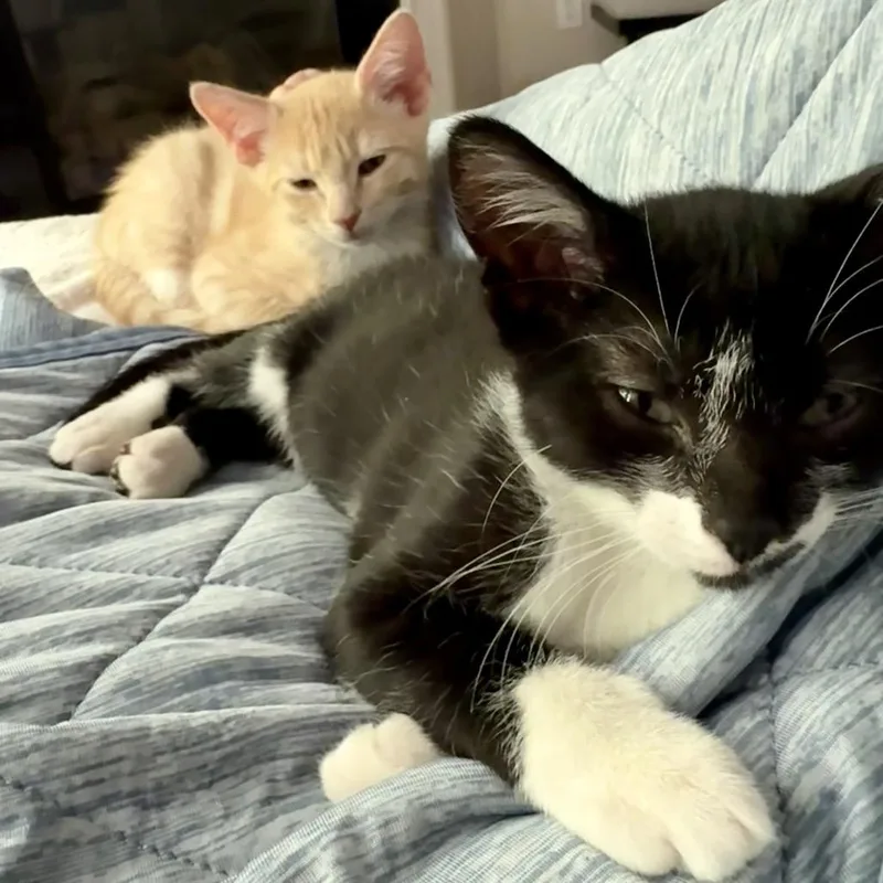 A baby small-sized female Black Domestic Short Hair cat named Nyx for adoption in Durham, NC