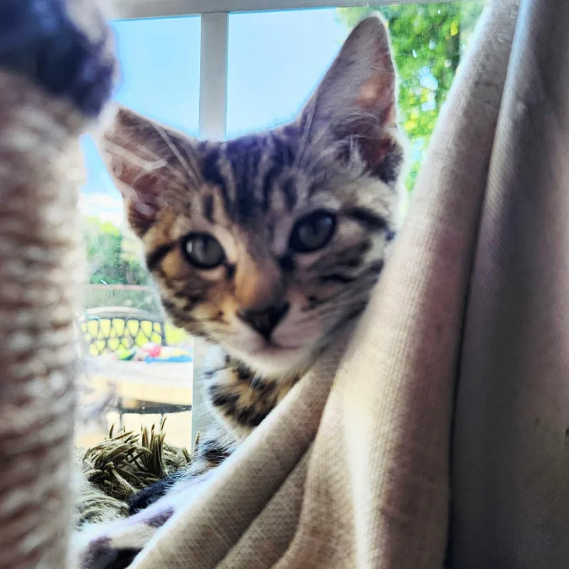 A baby medium-sized female Tabby (Brown / Chocolate) Domestic Medium Hair cat named Katie for adoption in Wilsonville, OR