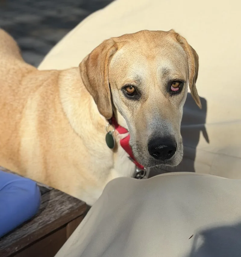 A young large-sized female Great Dane dog named Bubbles for adoption in Chatham, NJ