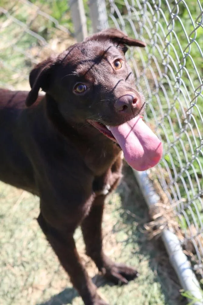 A young small-sized female Brown / Chocolate Chesapeake Bay Retriever dog named Bama for adoption in Statesville, NC