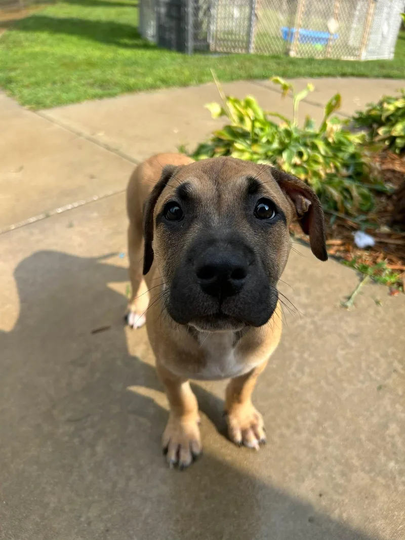 A young medium-sized male American Staffordshire Terrier dog named Zephyr stormie litter for adoption in Holly Springs, NC