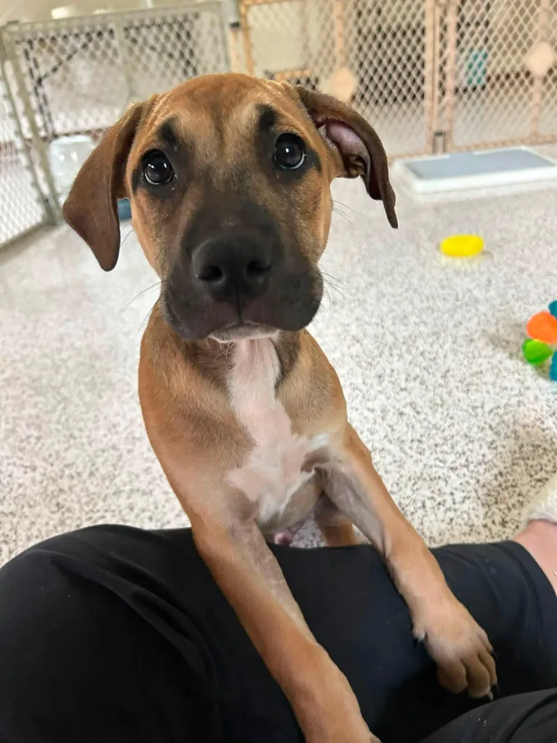 Zephyr stormie litter thumbnail 2