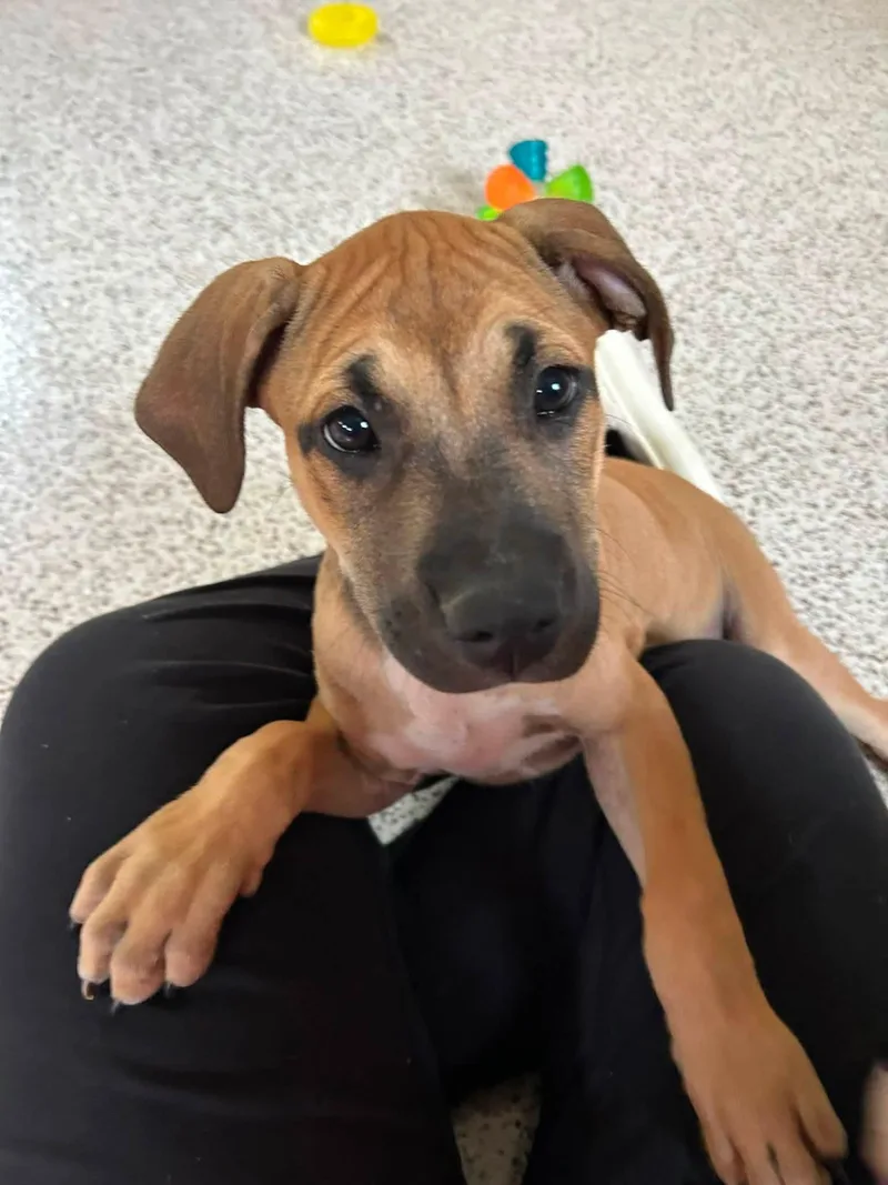 Zephyr stormie litter thumbnail 3
