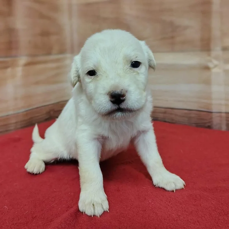 A baby medium-sized male White / Cream Labrador Retriever dog named Huck for adoption in Griswold, CT